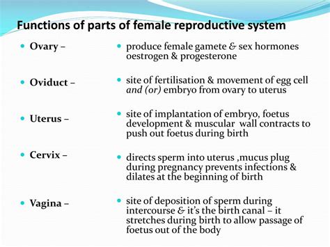 vegina ki photo|Female Reproductive Organs Diagram, Picture & Functions.